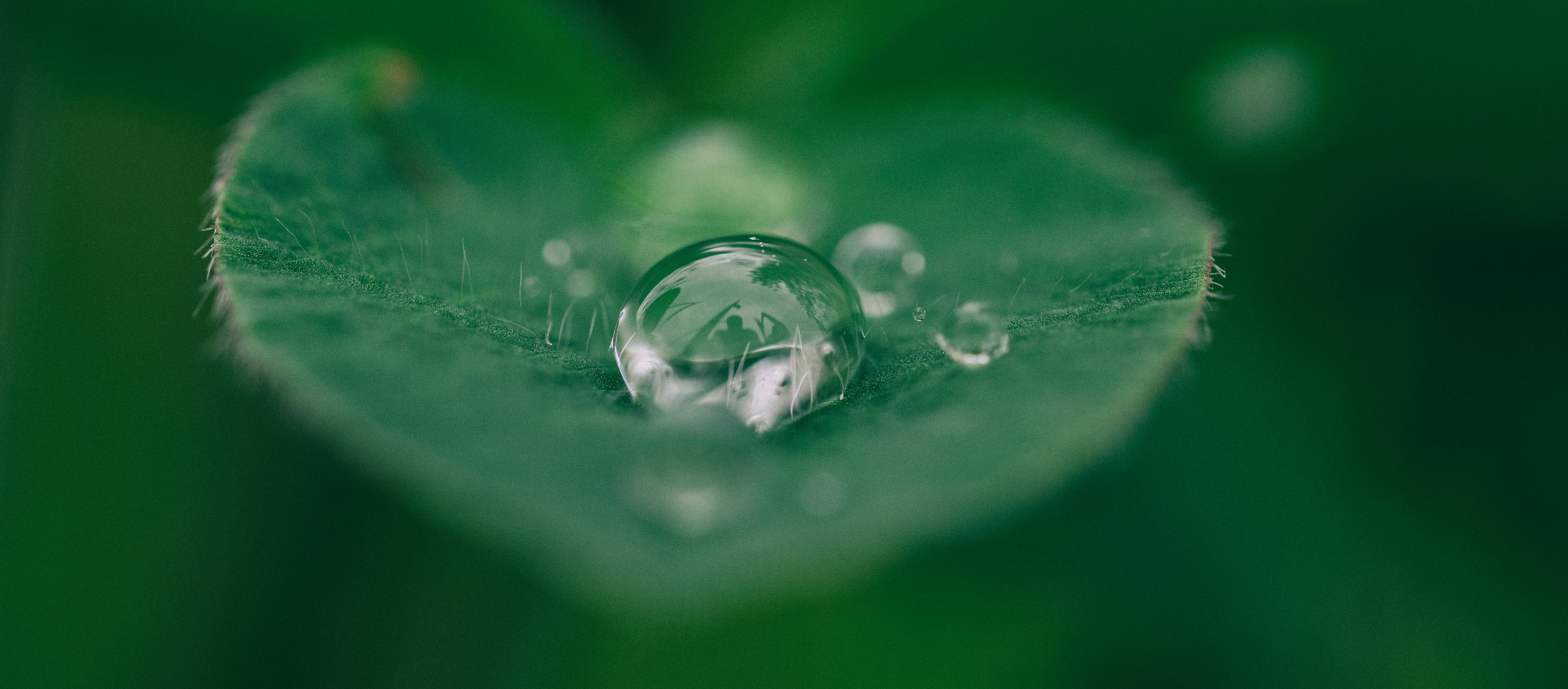 Water on leaf