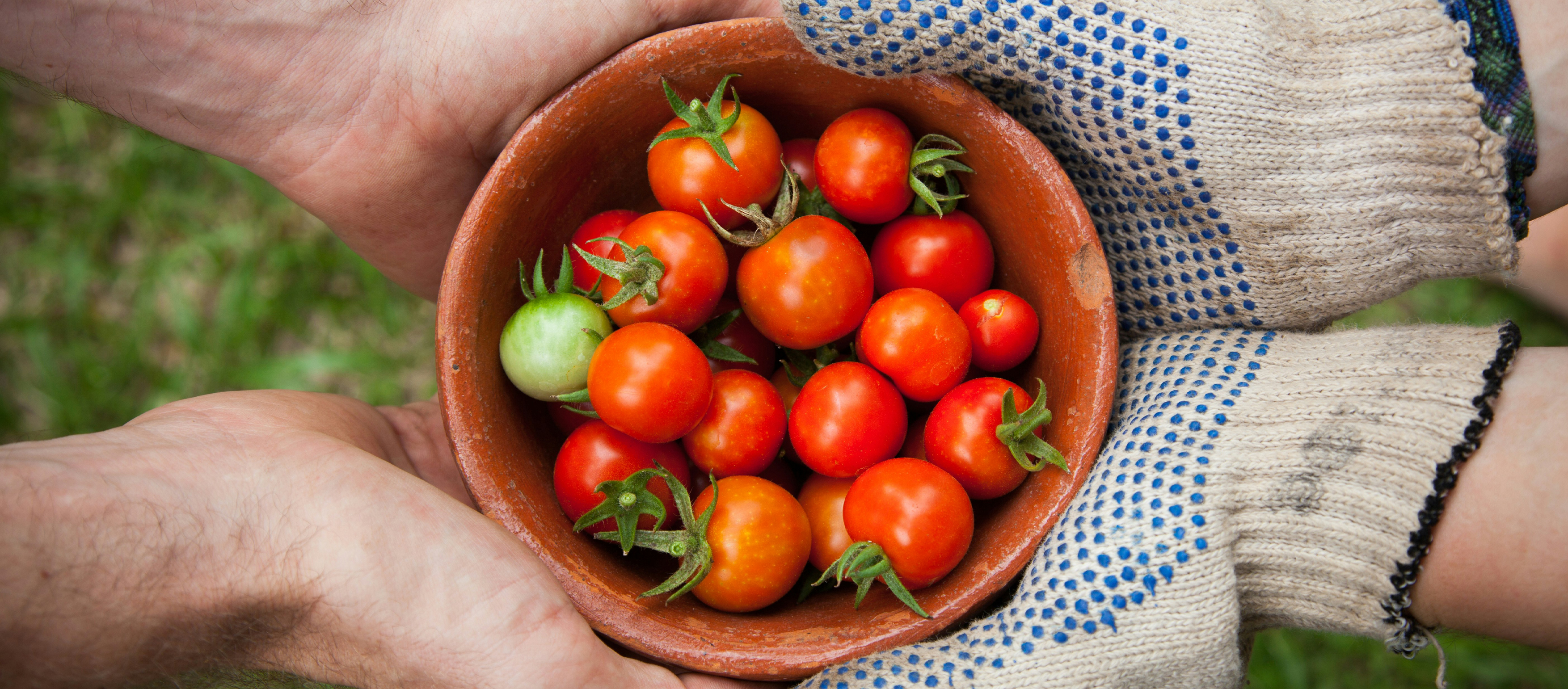 allotment